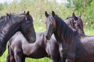 Black horses in a nature area clipart