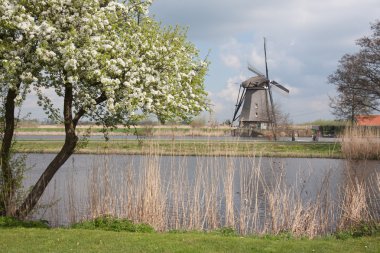 Windmill in springtime in the Netherlands clipart