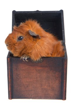 Guinea Pig in a box, isolated on white clipart