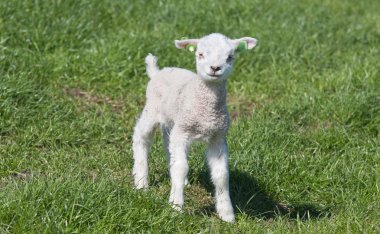 Little lamb in a dutch meadow clipart