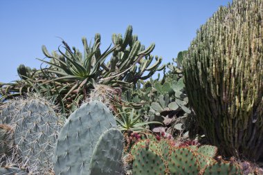 la palma, canary Islands, cactusfield