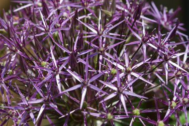 Closeup of a purple allium christophii clipart