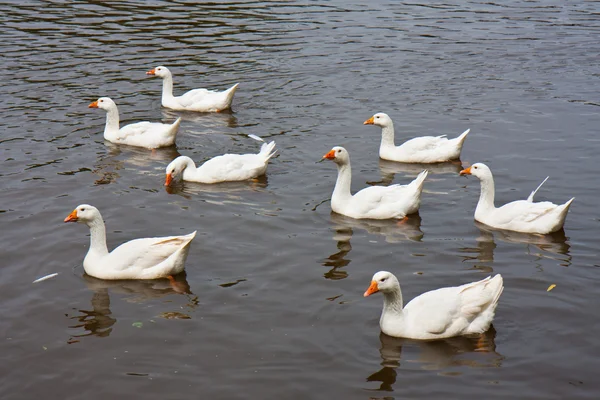 Восемь диких гусей плавают в озере — стоковое фото