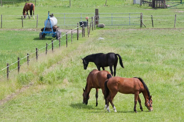 Weidende Pferde auf einer Weide mit Begrenzung — Stockfoto