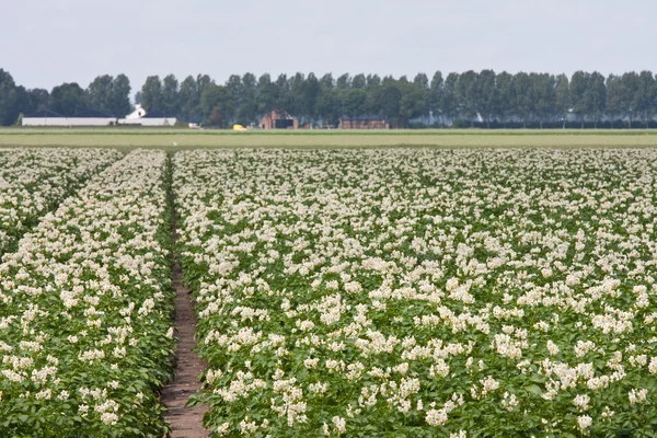 Pole kvetoucích rostlin bramboru v Nizozemsku — Stock fotografie