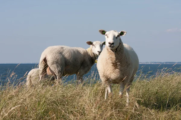 Betande fåren med bakom dem. det blå havet — Stockfoto