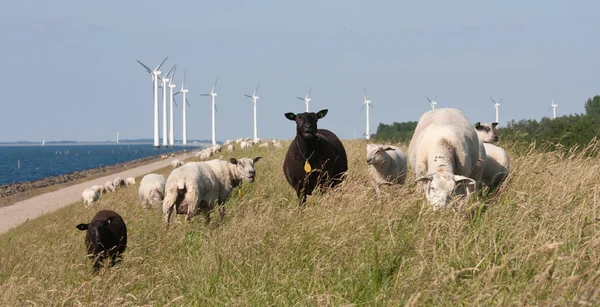 Sheep grazing at the dike with behind them a long row of windmil — Stock Photo, Image