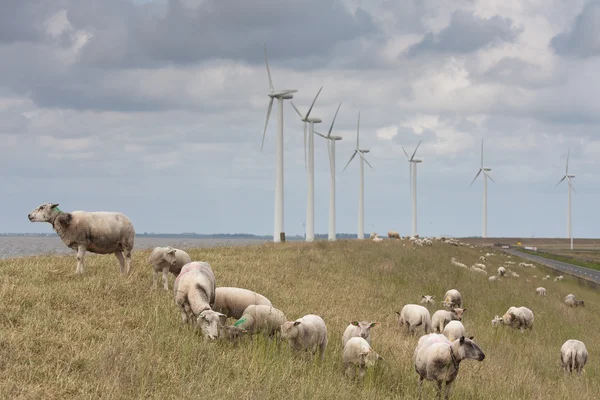 Grazing sheep with some big windmills behind them — Stock Photo, Image