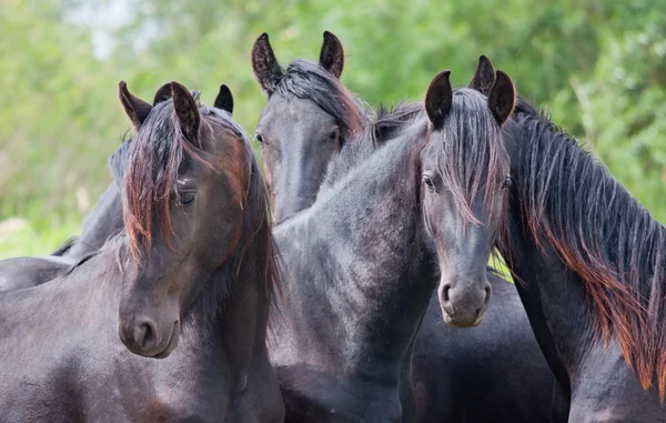 Чотири красивих чорних коней — стокове фото