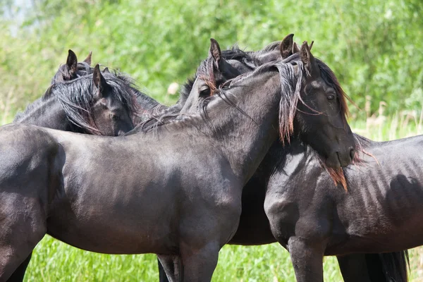 Svarta hästar i ett naturområde — Stockfoto