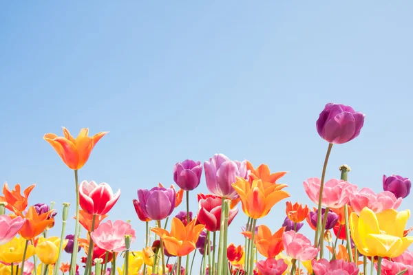 Gyönyörű színes virágok copyspace szöveg — Stock Fotó