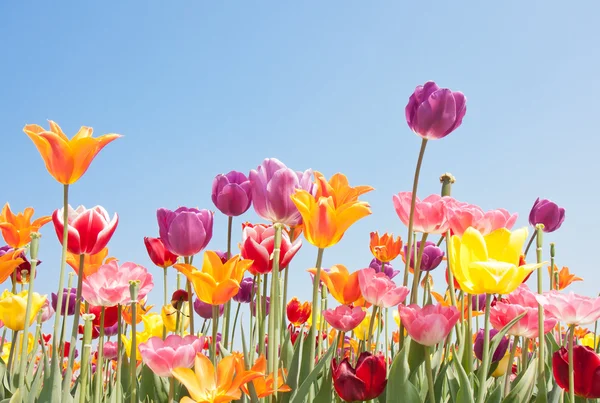 Mooie gekleurde bloemen met copyspace voor tekst — Stockfoto