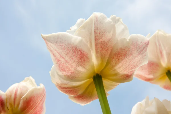 Hermosos tulipanes blancos y rojos frente al cielo azul — Foto de Stock