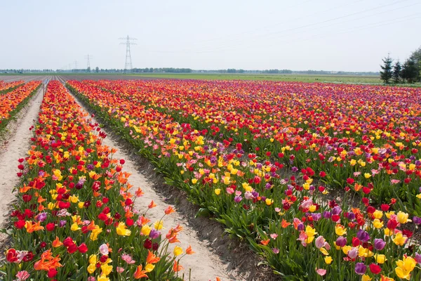 Smuk farverig tulipan felt i det hollandske - Stock-foto