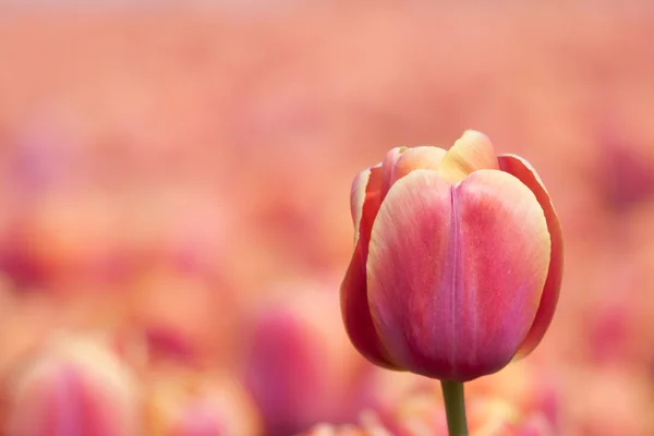 Krásné fialové Tulipán izolovaný od pozadí — Stock fotografie