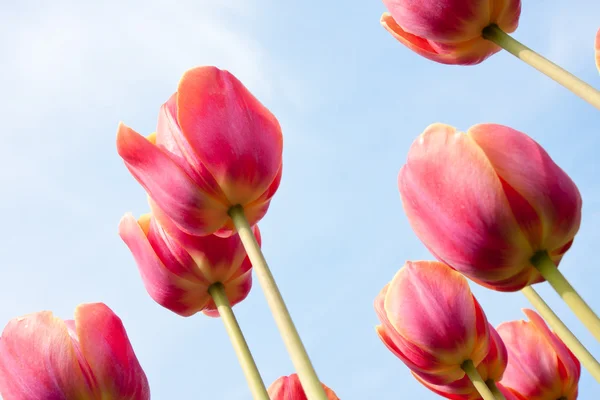 Vakre røde tulipaner vender mot den blå himmelen – stockfoto