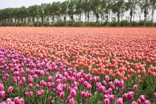 Czerwone tulipany, naprzeciwko błękitnego nieba — Zdjęcie stockowe
