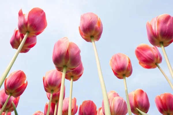 Red tulips facing the blue sky — Stock Photo, Image