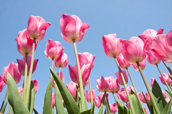 Krásné fialové tulipány na obloze — Stock fotografie