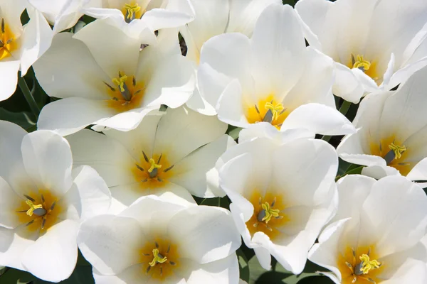 Flor de hermosos tulipanes blancos — Foto de Stock