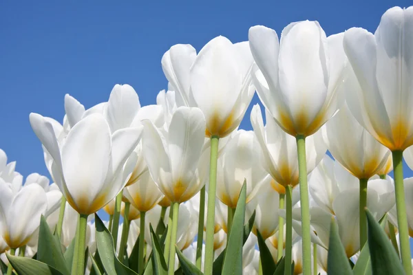 Mooie witte tulpen op zoek naar de hemel — Stockfoto