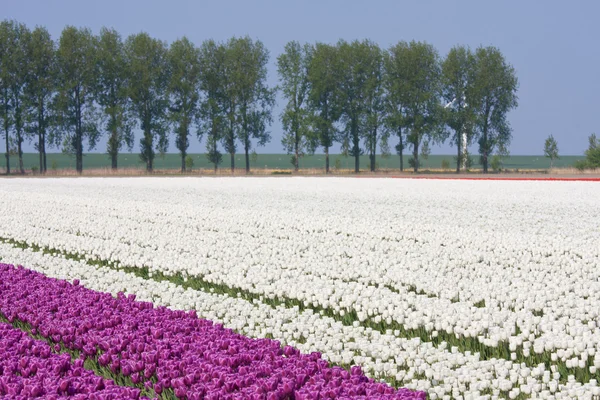 Nederländska vita och lila tulpan område — Stockfoto