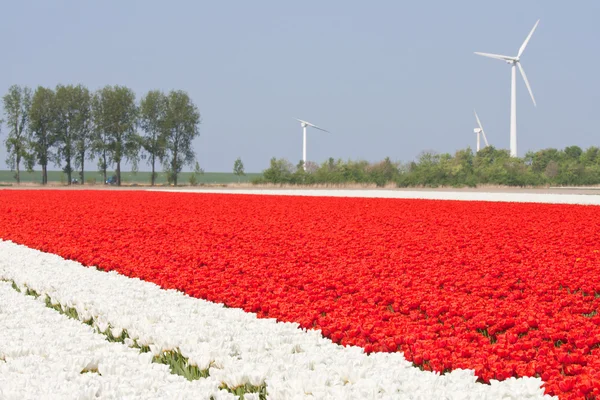 Tulpenvelden met windturbines — Stockfoto