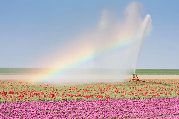 Stock image Sprinkler installation in a tulip field with a Rainbow