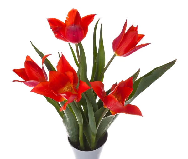 Hermosos tulipanes rojos en un jarrón, aislados en blanco —  Fotos de Stock