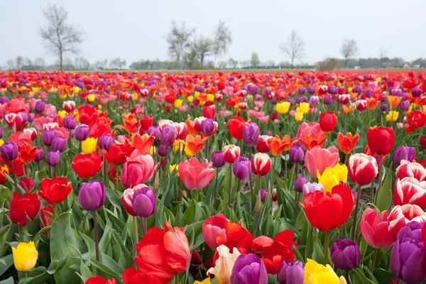 Mooie gekleurde tulpen in Nederland — Stockfoto