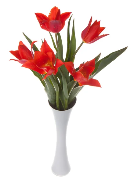 Mooie rode tulpen in een vaas, geïsoleerd op wit — Stockfoto