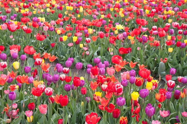 Belles tulipes colorées aux Pays-Bas — Photo