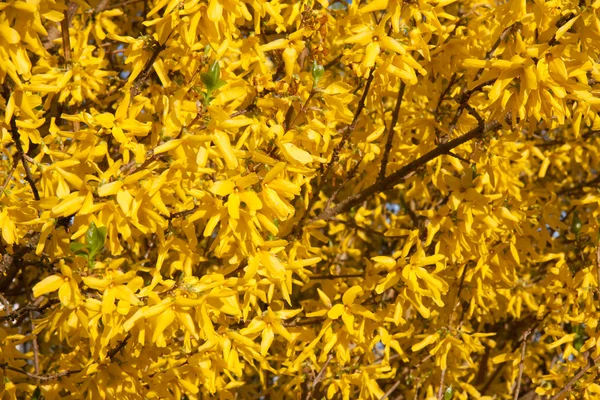 Forsythia amarelo bonito em abril — Fotografia de Stock