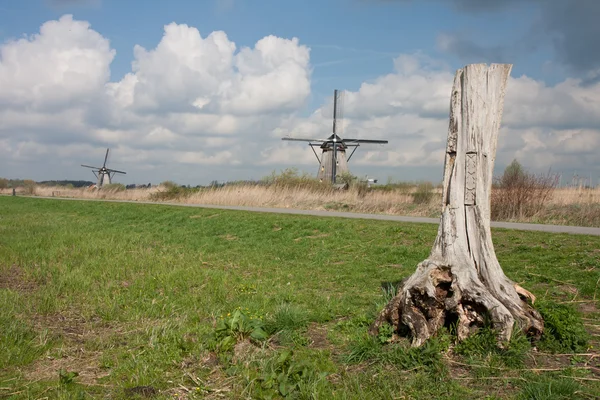 Typical Dutch landscape with tree trunk and windmills — Stock Photo, Image