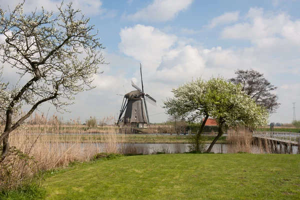Vindmølle om våren i Nederland – stockfoto