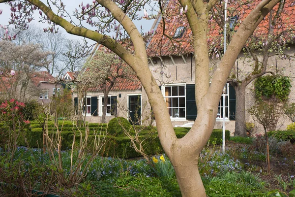 Голландский дом с декоративным садом с цветущей магнолией — стоковое фото