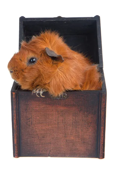 Guinea Pig in a box, isolated on white — Stock Photo, Image