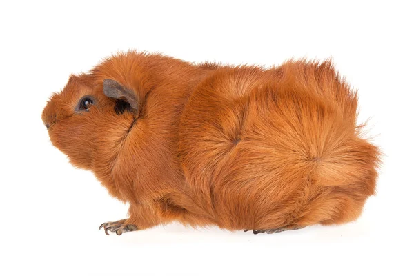 Brown guinea pig isolated on white — Stock Photo, Image