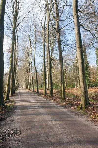 Голландская сельская дорога весной — стоковое фото