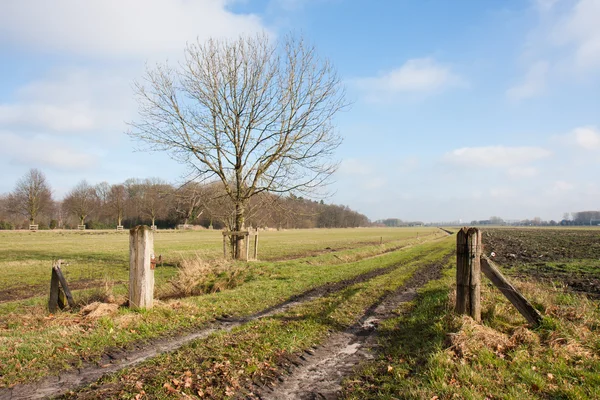 Holländische ländliche Landschaft im Frühling — Stockfoto