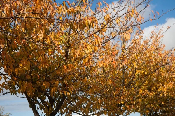 秋天橙叶 — 图库照片
