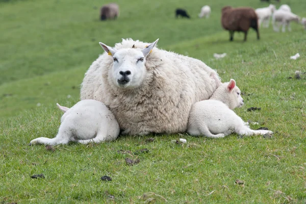 Ovce s beránky — Stock fotografie