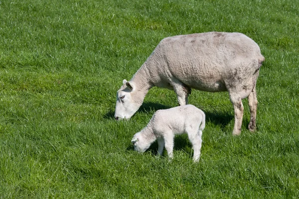 Owce z jej owieczka — Zdjęcie stockowe
