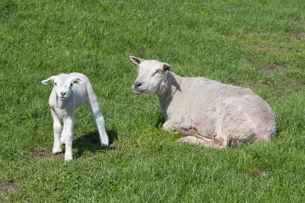 Moutons avec son agneau — Photo