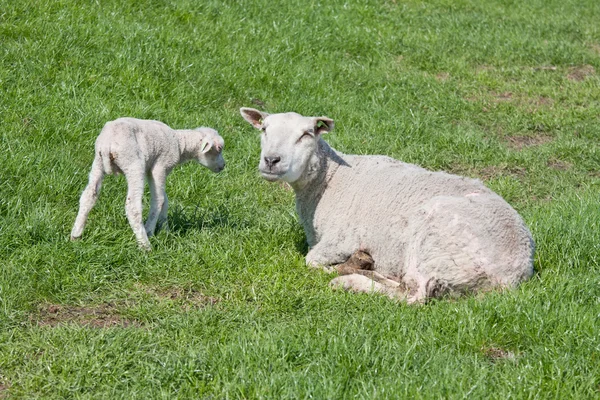 彼女の羊と羊 — ストック写真