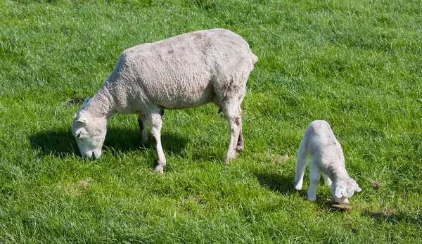 Sheep with her lamb — Stock Photo, Image