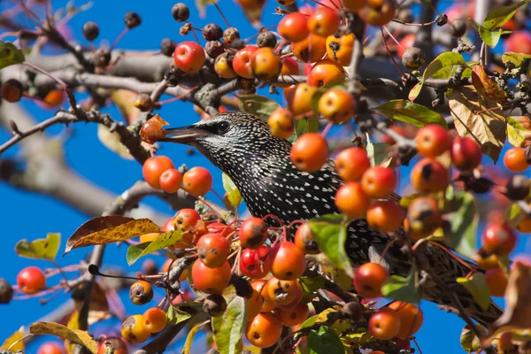 Starling eats fruits hidden in apple tree — Stock Photo, Image