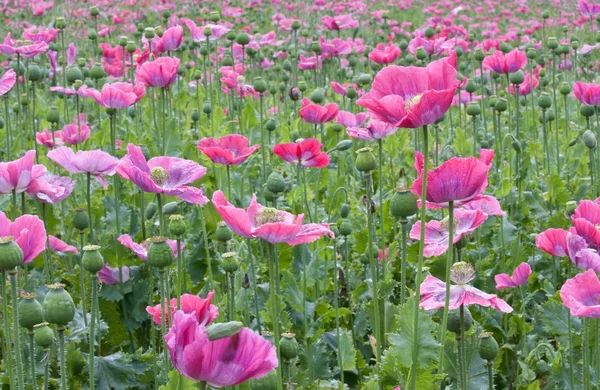 stock image Field with purple poppys