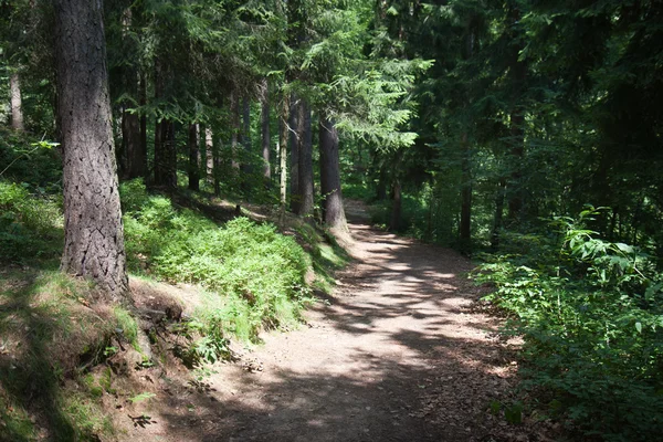 大きな森の日当たりの良い歩道 — ストック写真