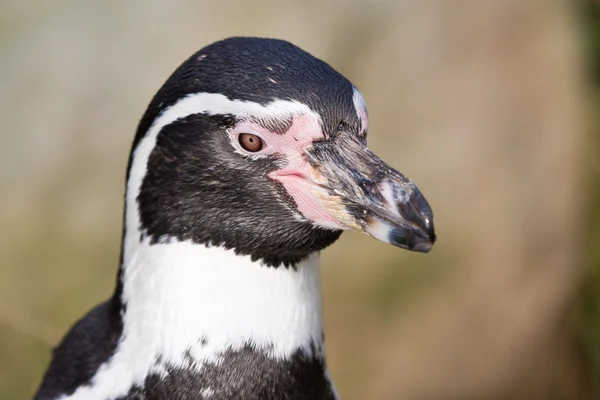 Портрет пингвина в голландском зоопарке — стоковое фото